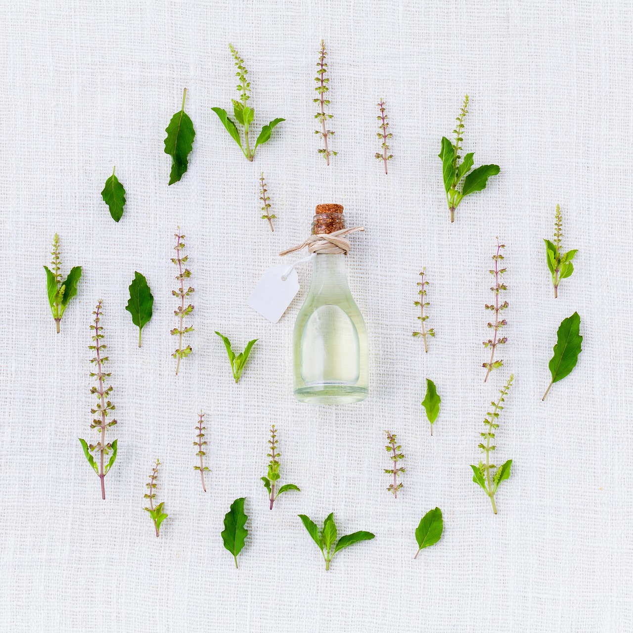 Cajeput Oil Myths and Facts: Sorting Lore from Label